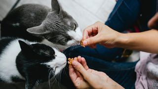 Two cats being fed by hand