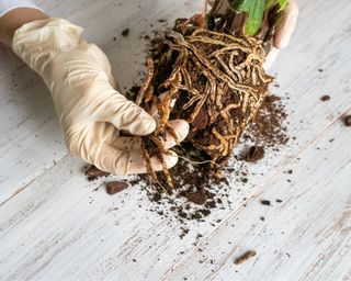 Plant with knotted roots held by gloved hands