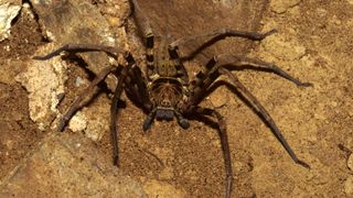 A giant huntsman spider crawling over rock.
