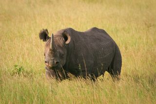 A black rhino standing in the grass in Masai Mara, Kenya.