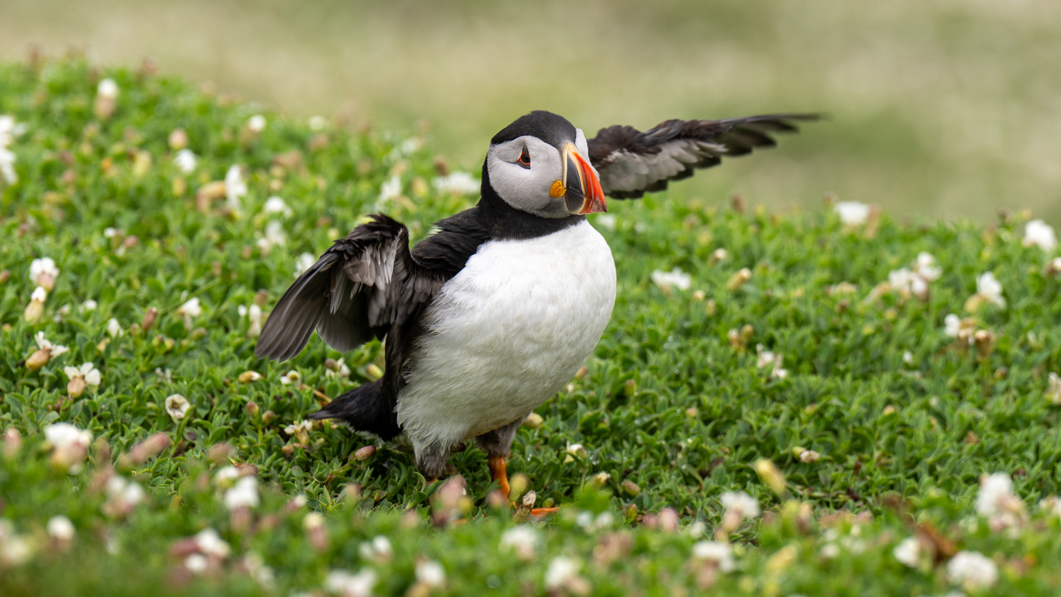 puffins on grass on Skomer Island