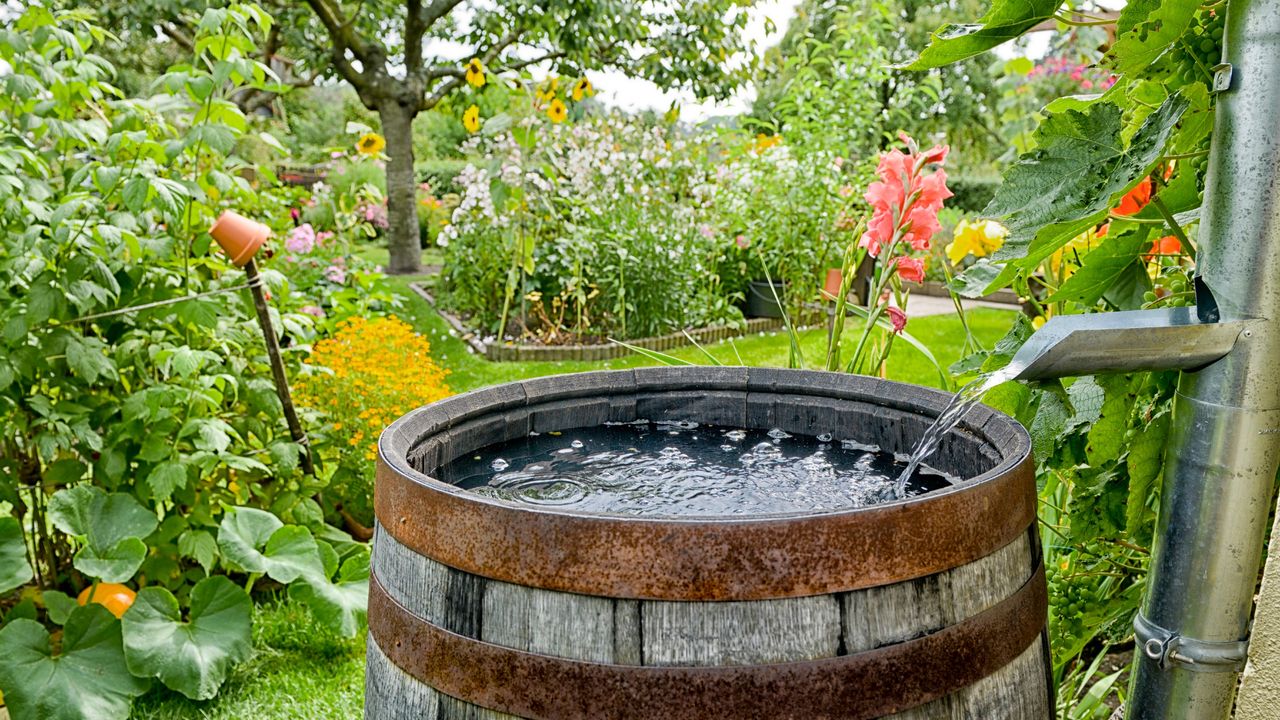 A garden with a water barrel with rainwater directed into it