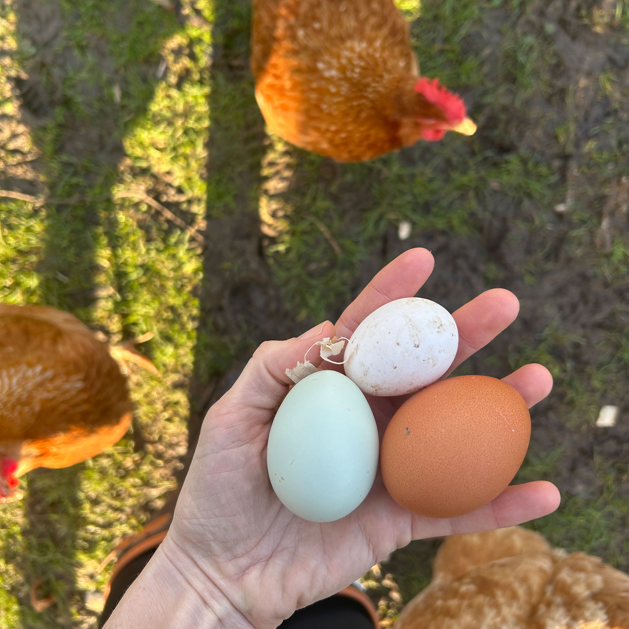 Person's hand holding three different types of bird eggs above chickens walking on grass