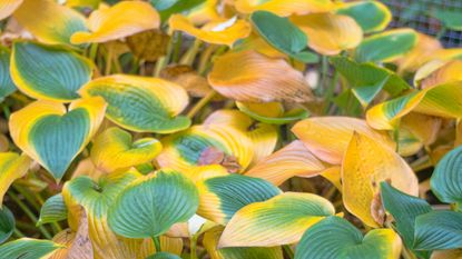 hostas in autumn