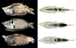 new-barreleyes-fish-species
