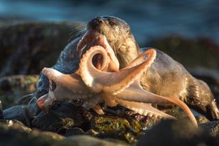 It's otter vs octopus in Shetland.