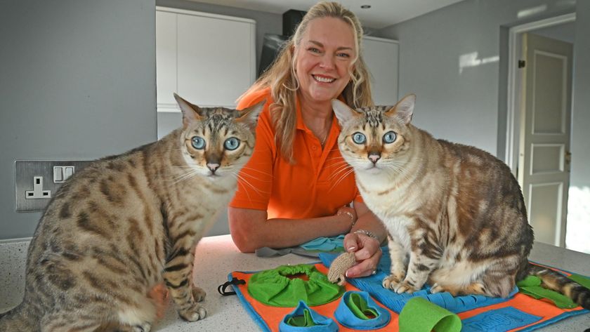 Amanda Campion next to two cats on a work top