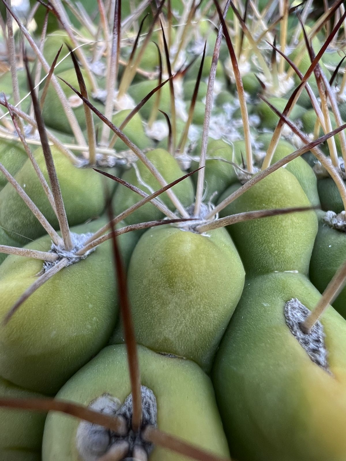 Spikes Macro