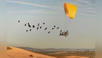 People fly light aircraft behind flock of bird over desert. 