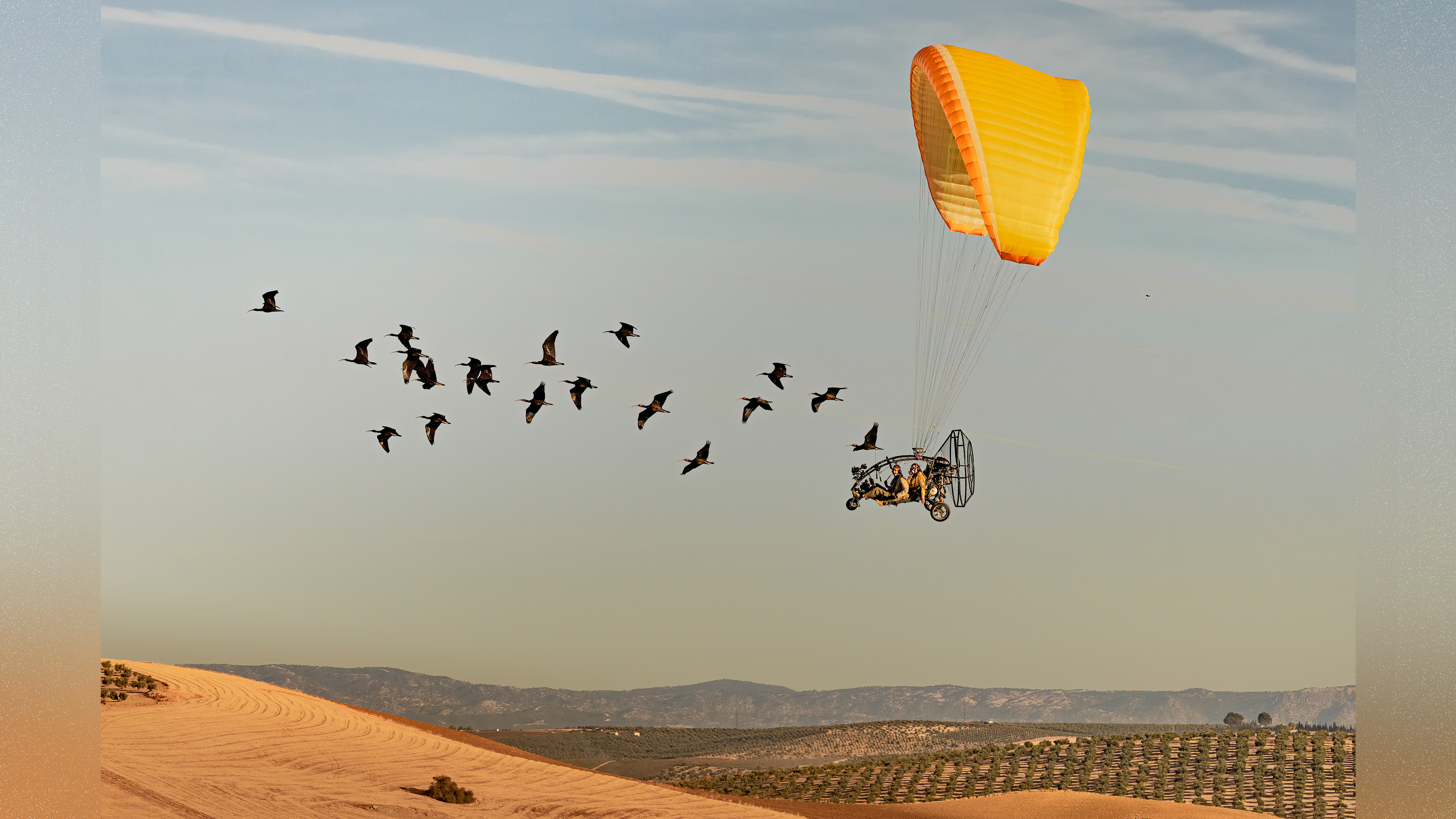 People fly light aircraft behind flock of bird over desert. 