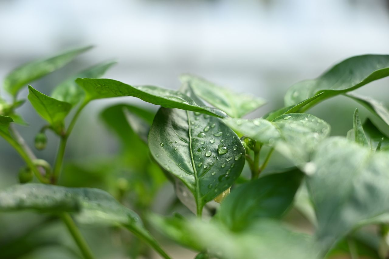Green leaves with water droplets