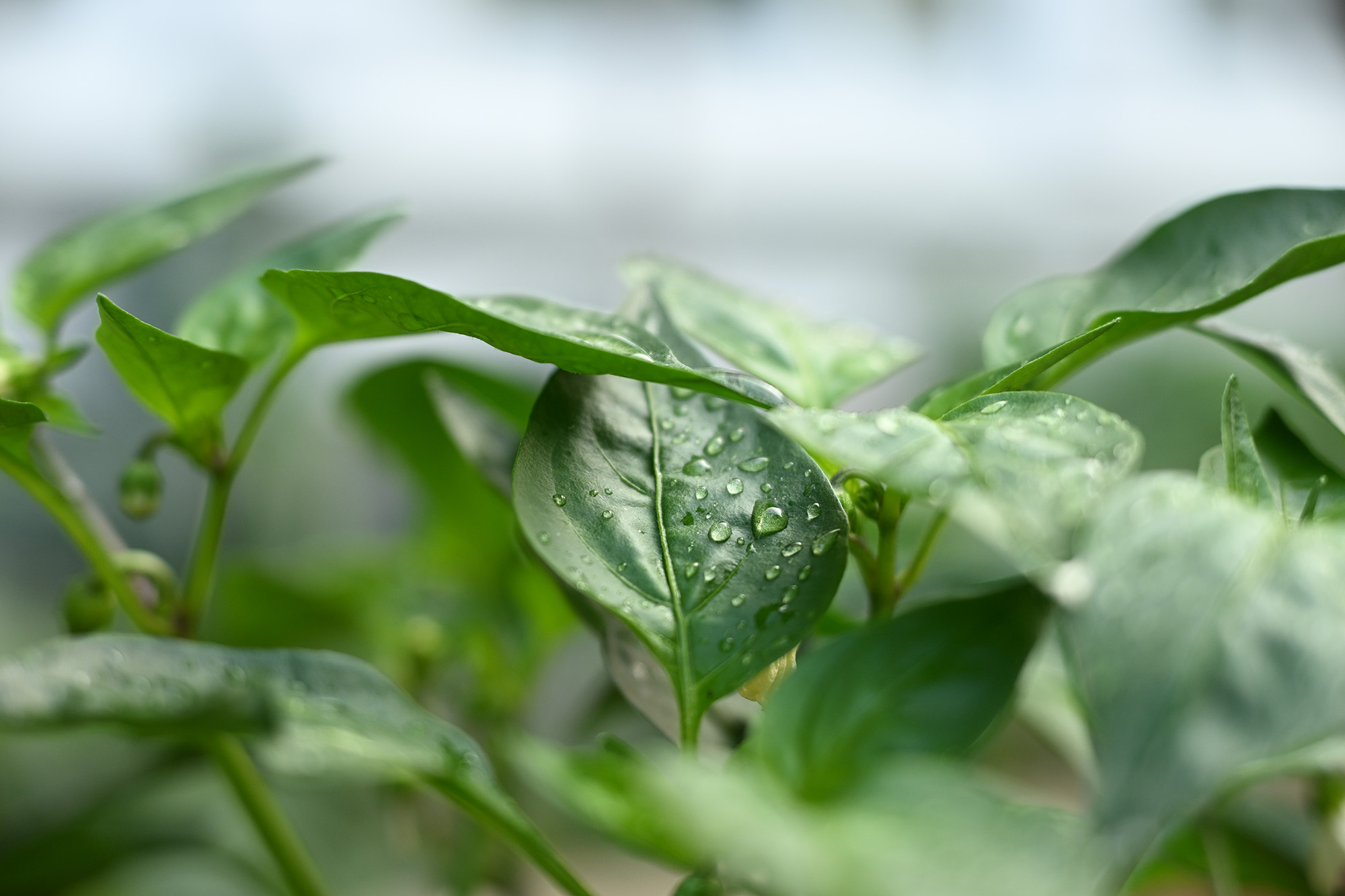 Green leaves with water droplets