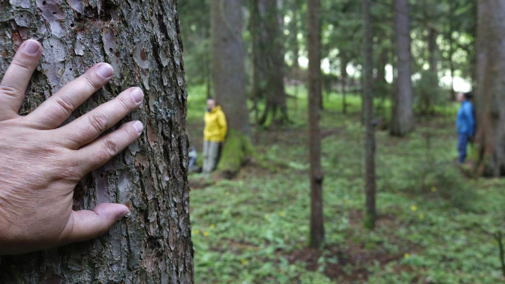 in the foreground, a hand touches a tree's bark, while people walk in a forest in the background