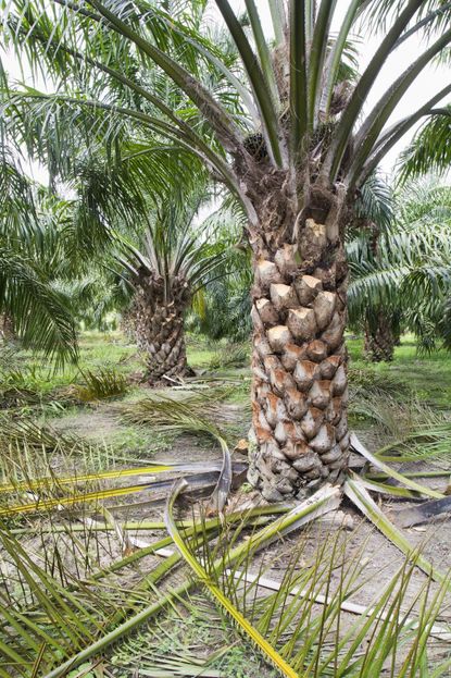 Palm Tree Pruning - How And When To Prune A Palm Tree