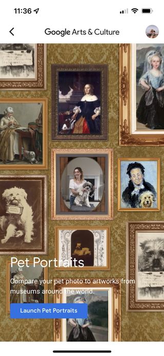 A screenshot of the pet portraits feature in Google Arts and Culture.