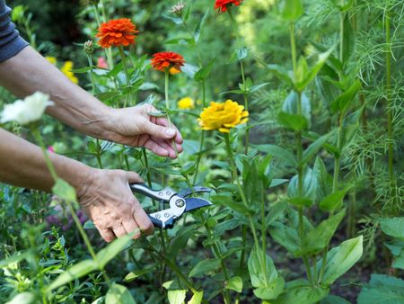 Gardener Cutting Flowers