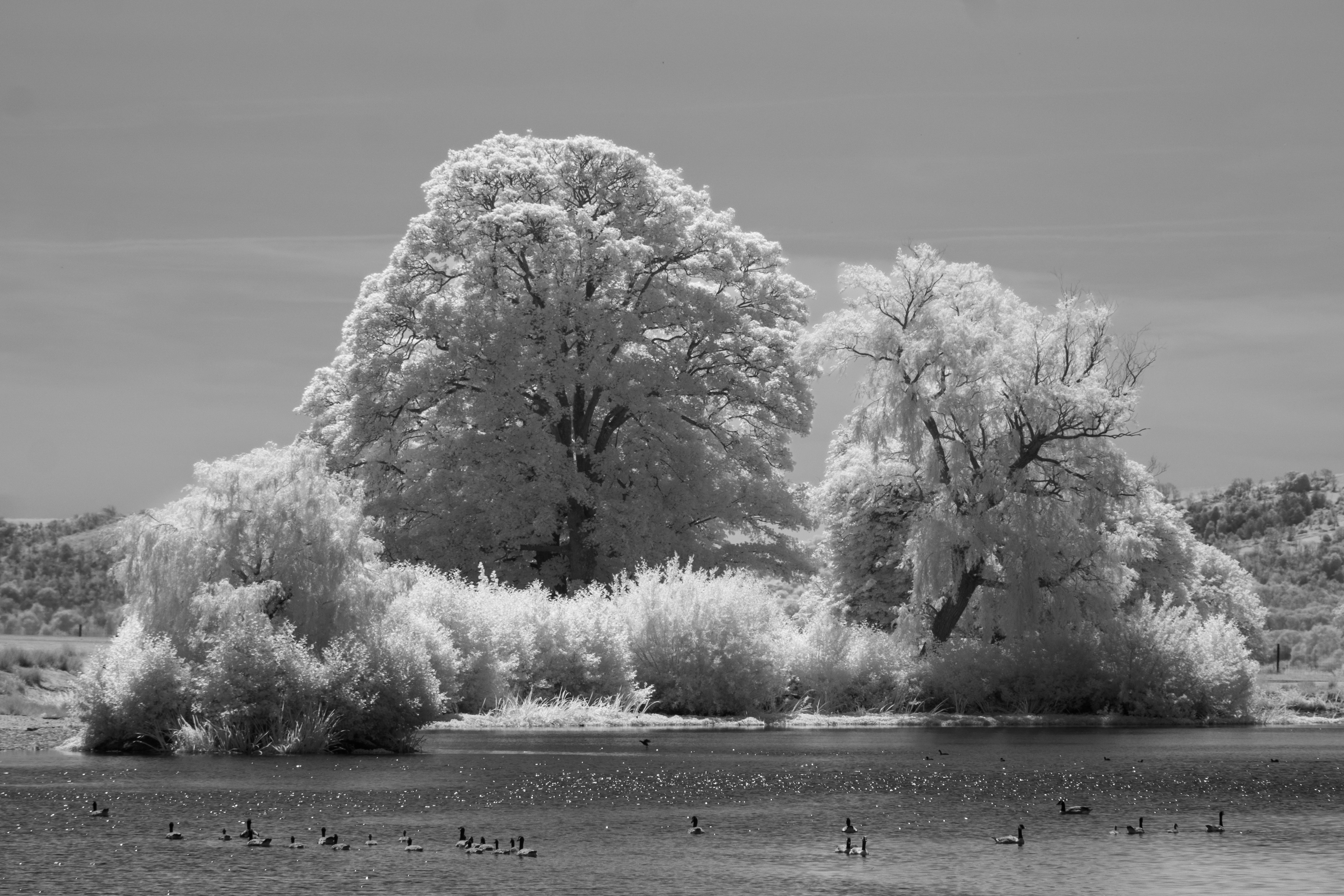 A photo taken on an infrared camera
