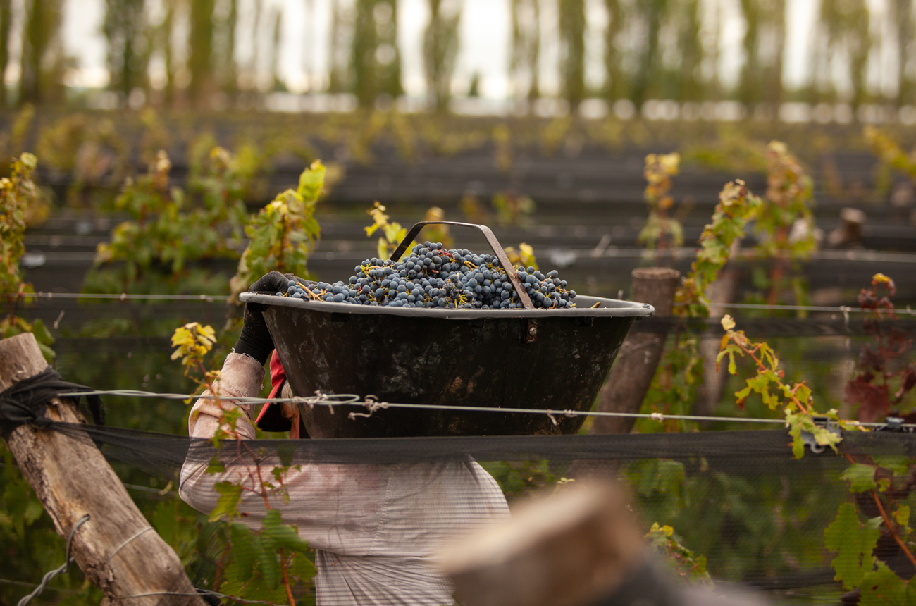 Worker carrying a box of grapes in the vineyard in Altamira in Argentina