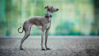 Italian Greyhound