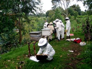 An NSF-supported research team collects hive samples and data on honey bee colonies in Kenya's Aberdare Mountains. The scientists analyzed bee populations at 24 sites across Kenya, looking for bees affected by parasites, viruses and pathogens.