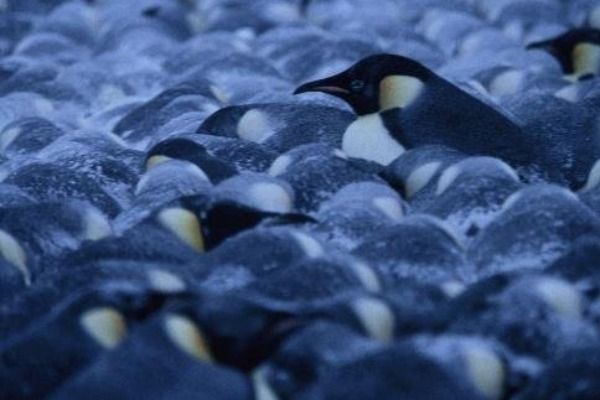 Secret Revealed: The Physics of How Penguins Stay Warm | Live Science