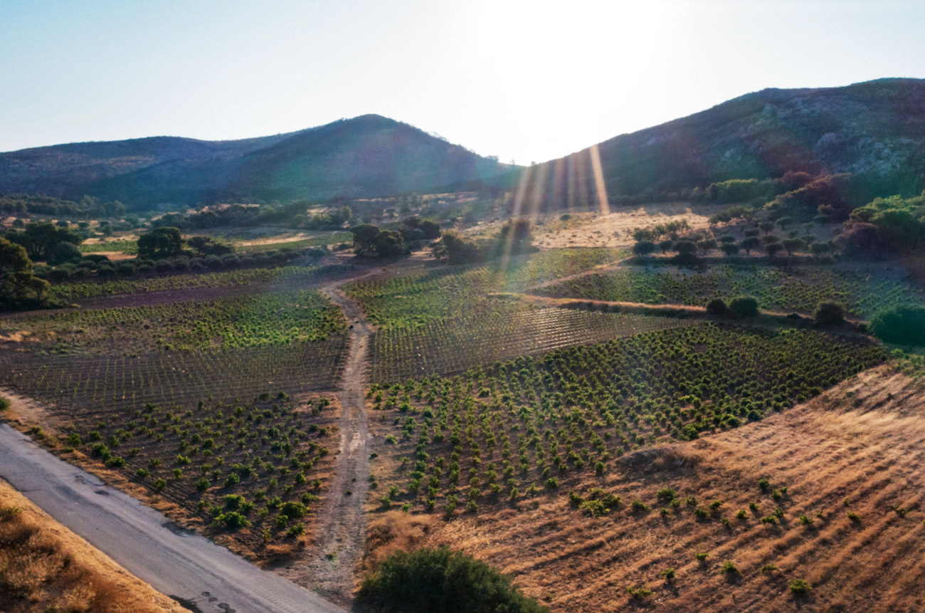 Attica_Markopoulo_landscape.jpg