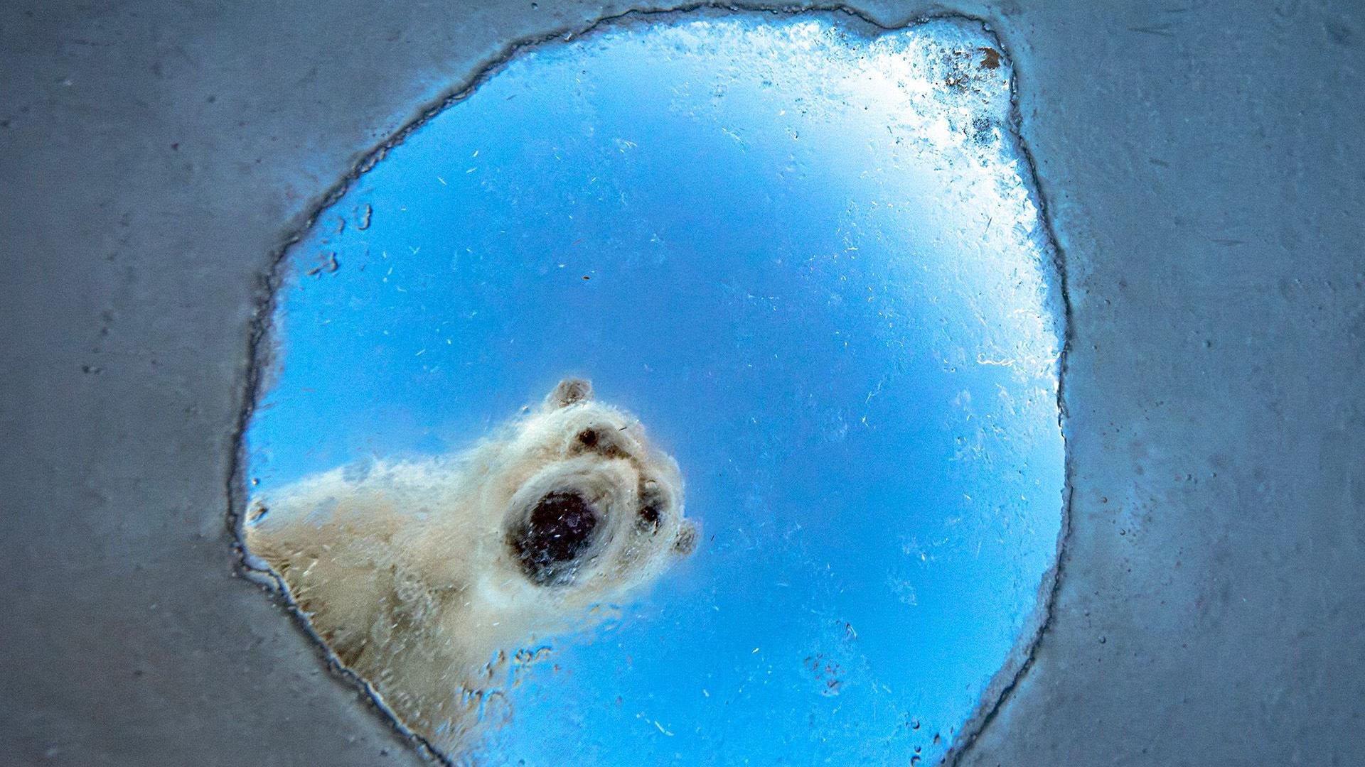 A photo of a polar bear. 