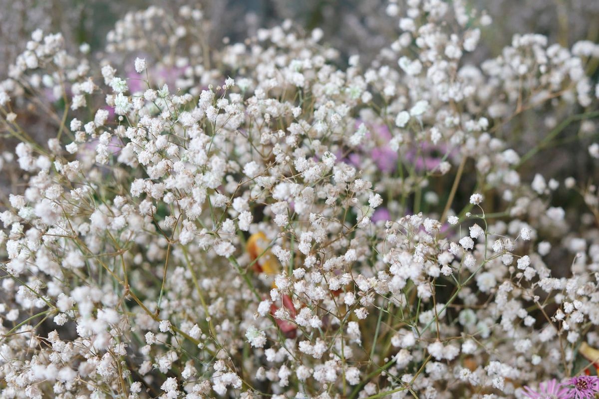 Diseases Of Baby’s Breath Plant Controlling Problems With Baby’s