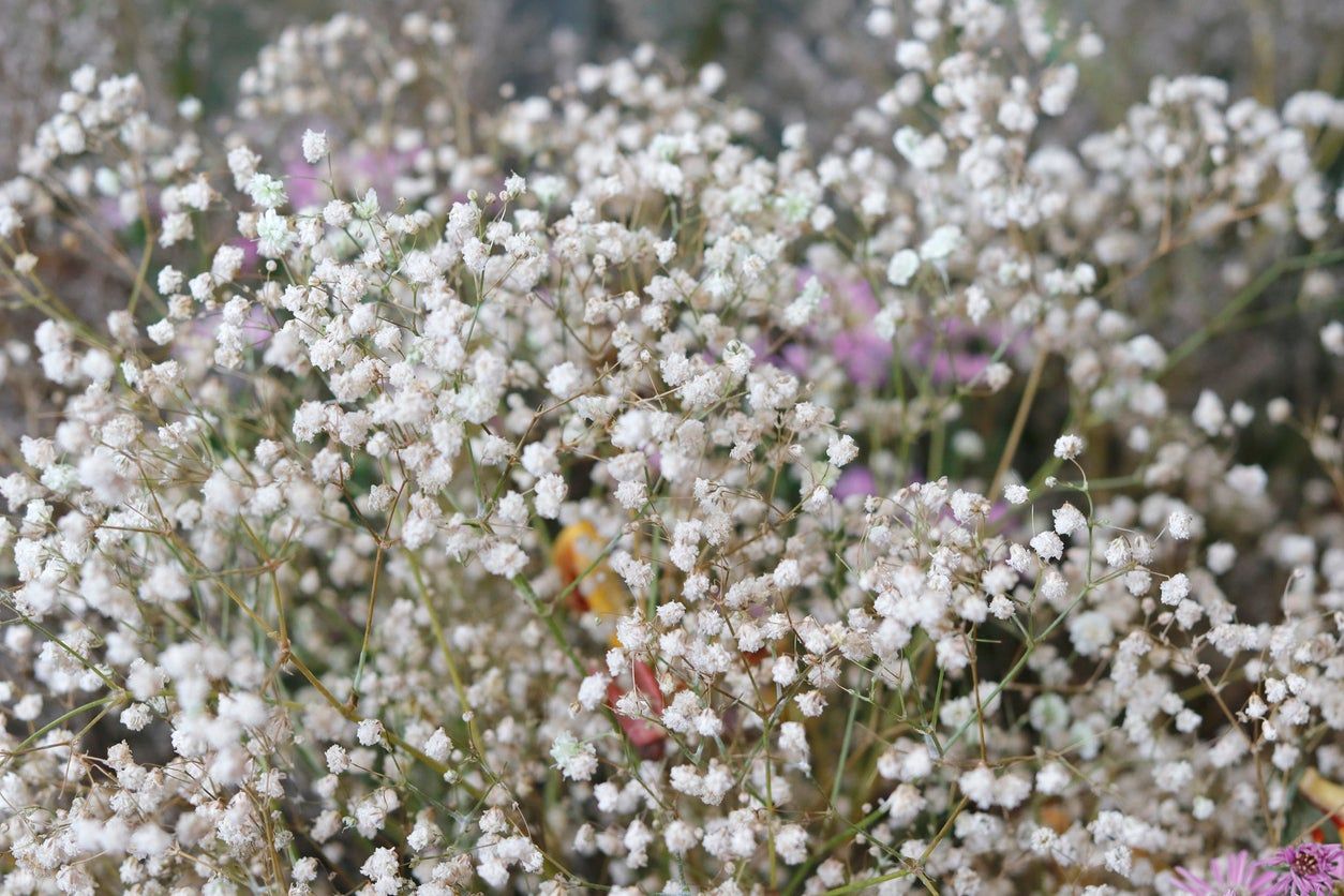 White Flowered Baby&amp;#39;s Breath Plant