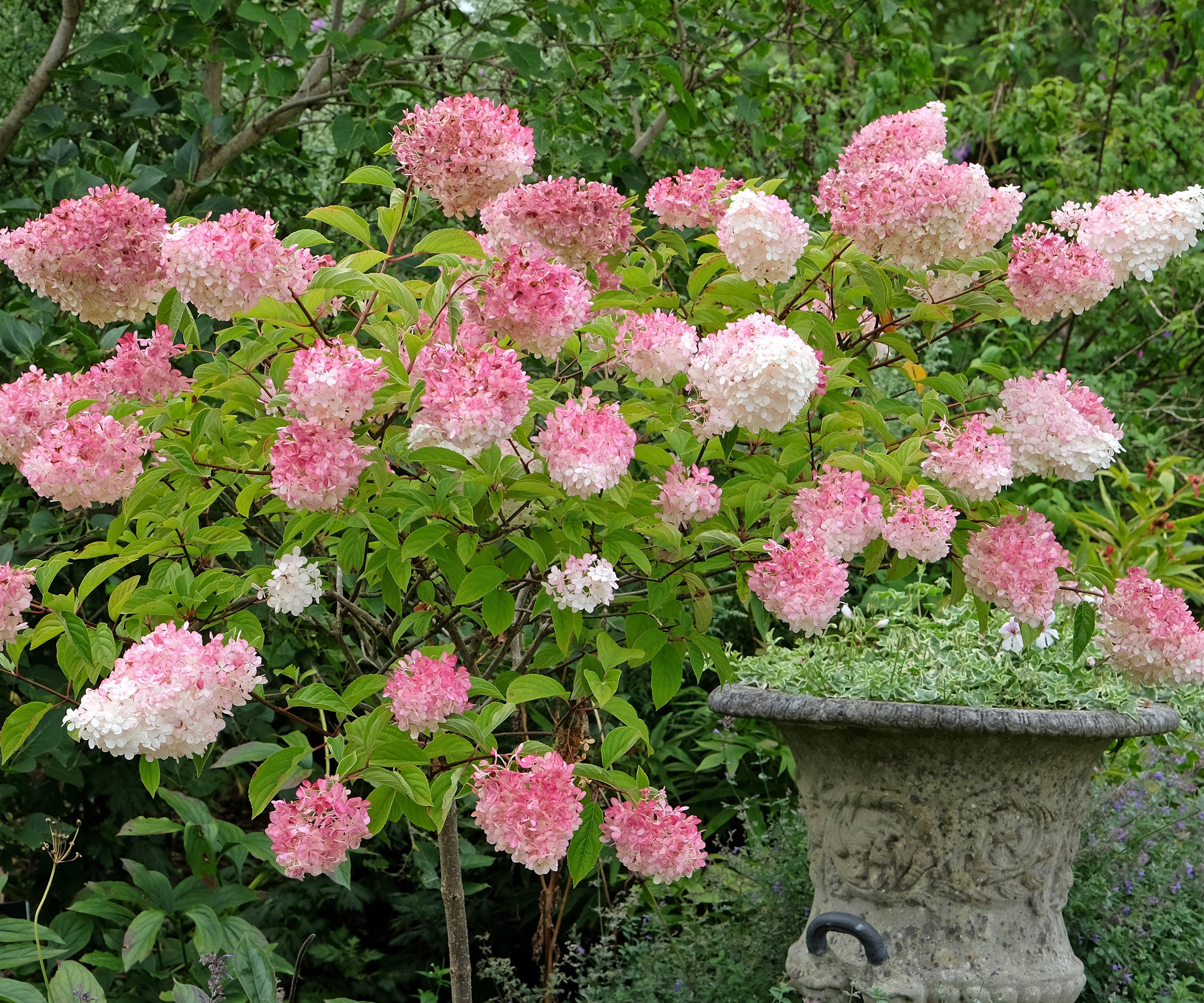 hydrangea vanille fraise with pink and white blooms