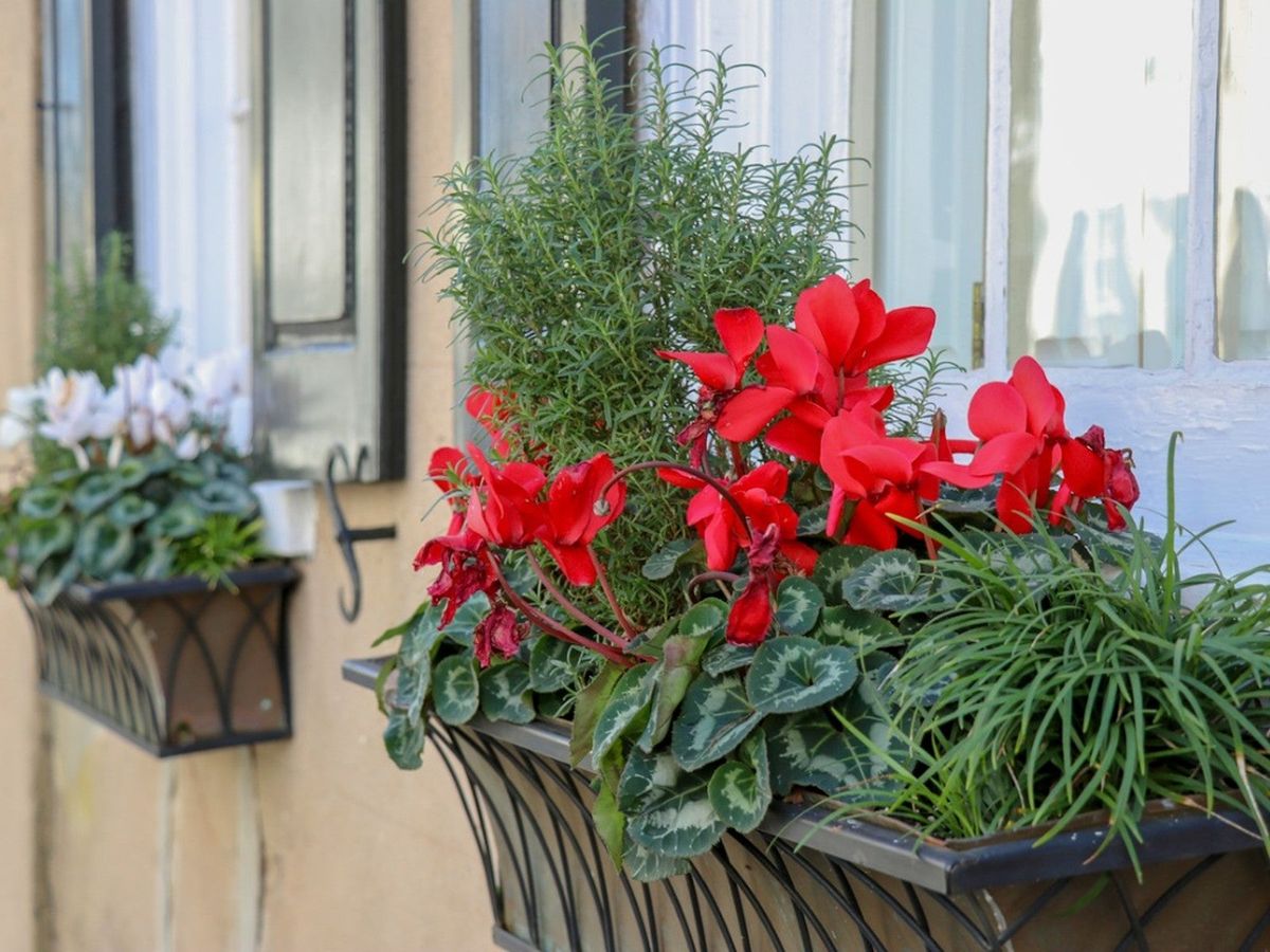 How To Make A Window Box Herb Garden Gardening Know How