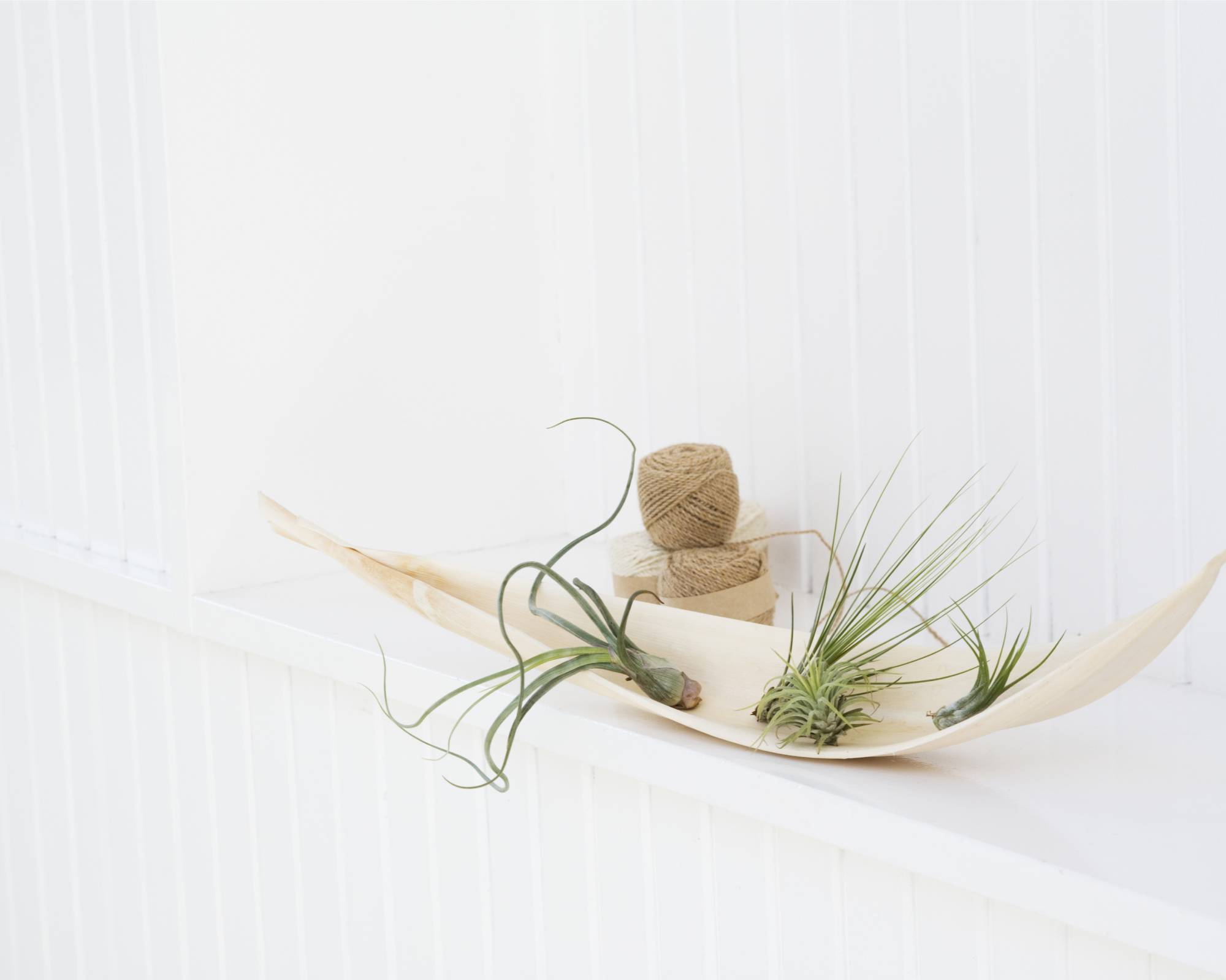 Air plants sit in tray in spa like bathroom