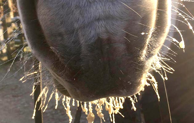 Helen Reader&rsquo;s Tinahely Rocket exhibits his frosty whiskers