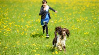 Dog running away from a girl in a field of flowers