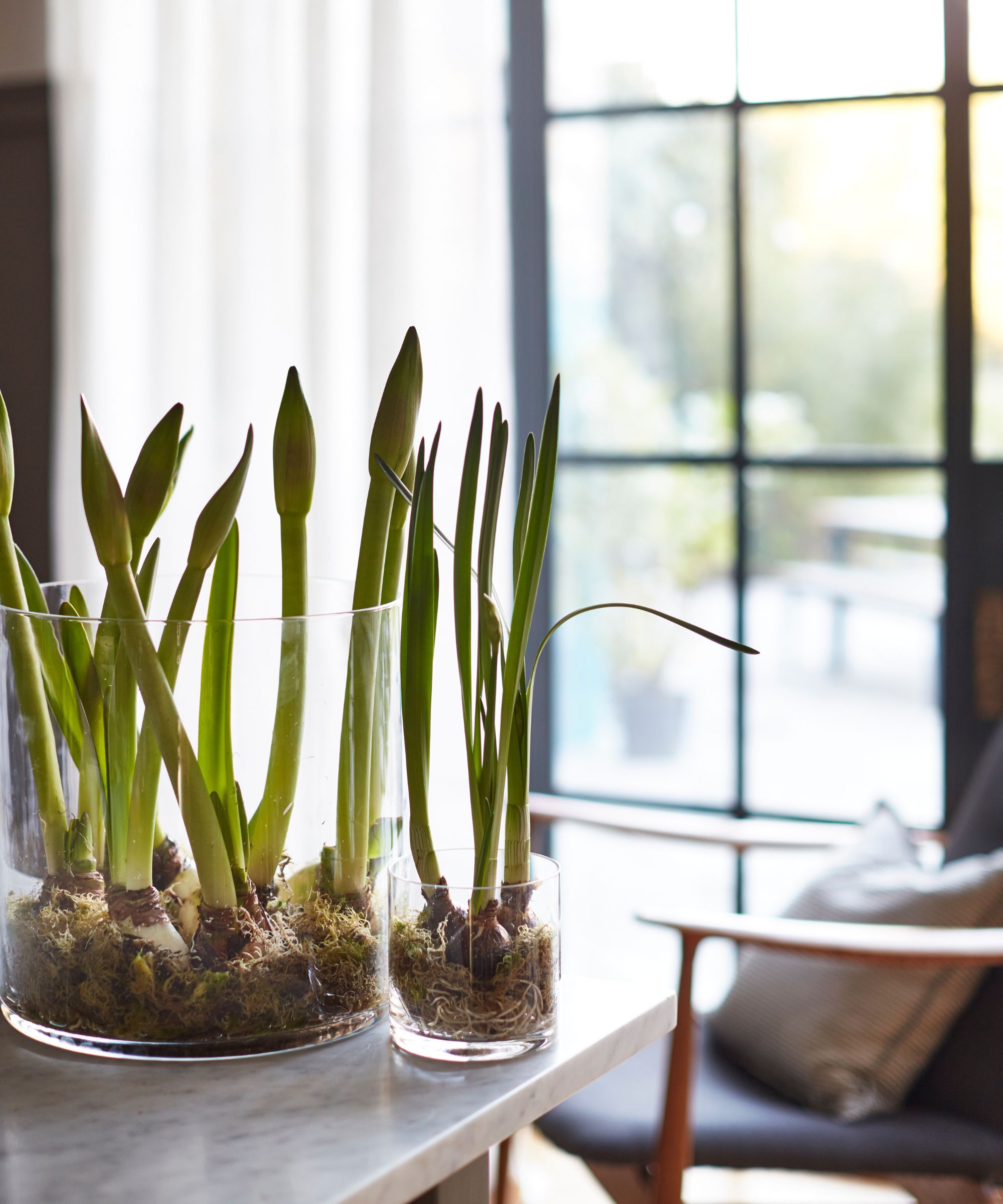 Spring bulbs are planted in a glass vase on a marble top. The background is blurred, with large crittal windows with a garden space seen beyond, and an armchair to the right with a cushion.