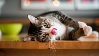 How to discipline a cat: domestic shorthair tabby cat