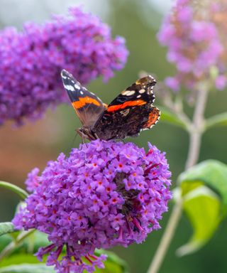 Butterfly bush in a garden