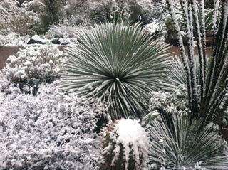 Cacti covered with snow in Tucson