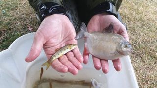 Native and alien – a salmon parr with the silver dollar, part of the piranha family