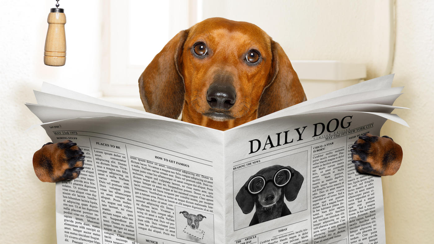 Funny dog jokes: dachshund reading newspaper