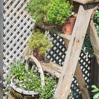 A wooden stepladder with pots of plants and herbs beside a trellis fence.