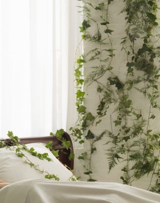 Hanging ivy in a bedroom