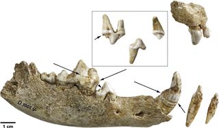 Ancient dog teeth