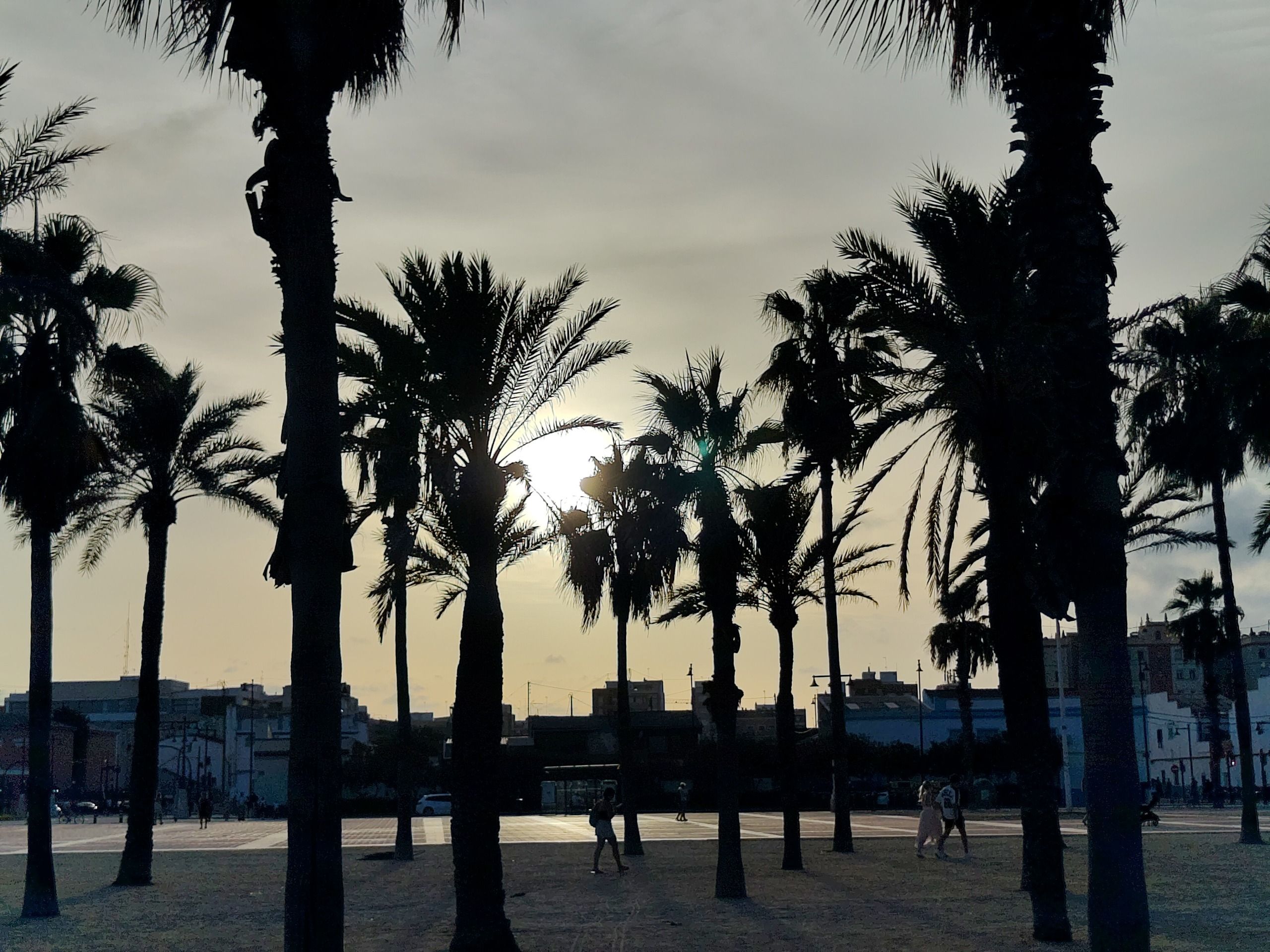 A picture of some twilight palm trees, taken on the Fairphone 6 Plus.
