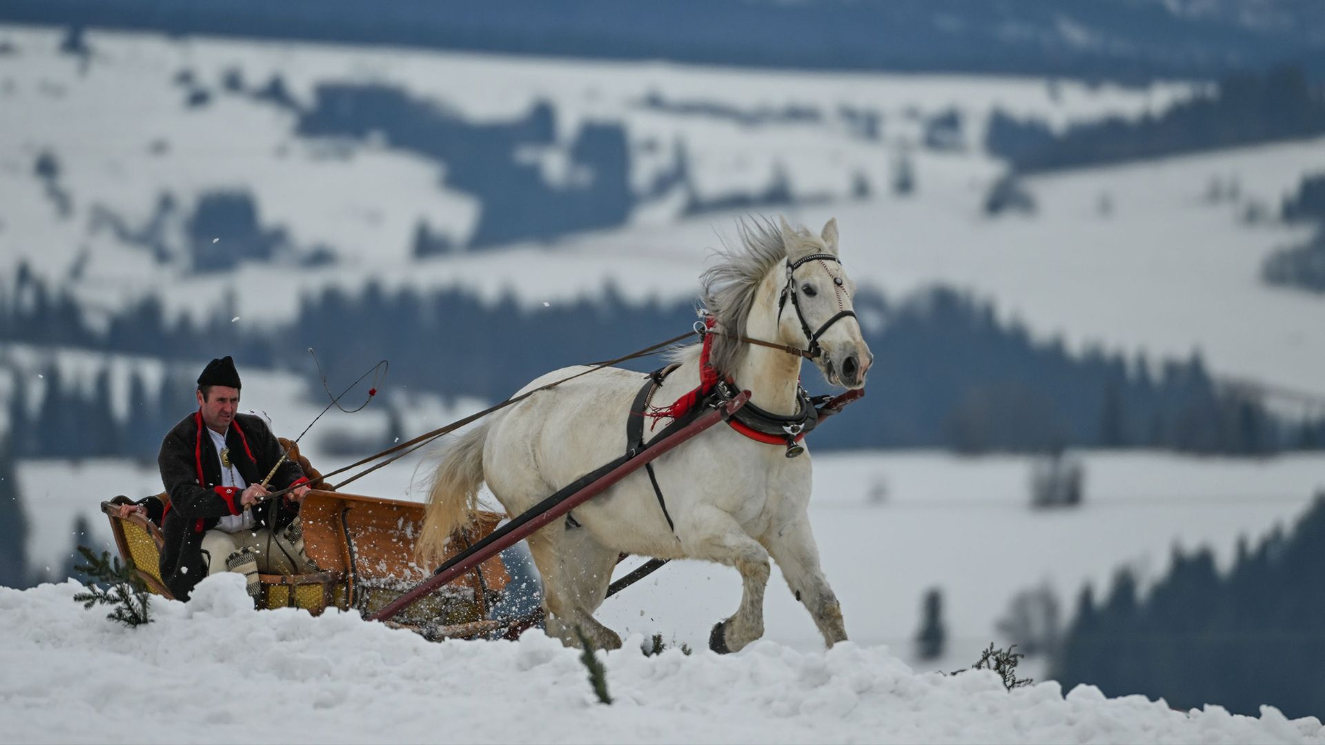 
                                A man in traditional Polish garb takes part in a horse-drawn sleigh race in Sierockie-Biały Dunajec, Poland
                            