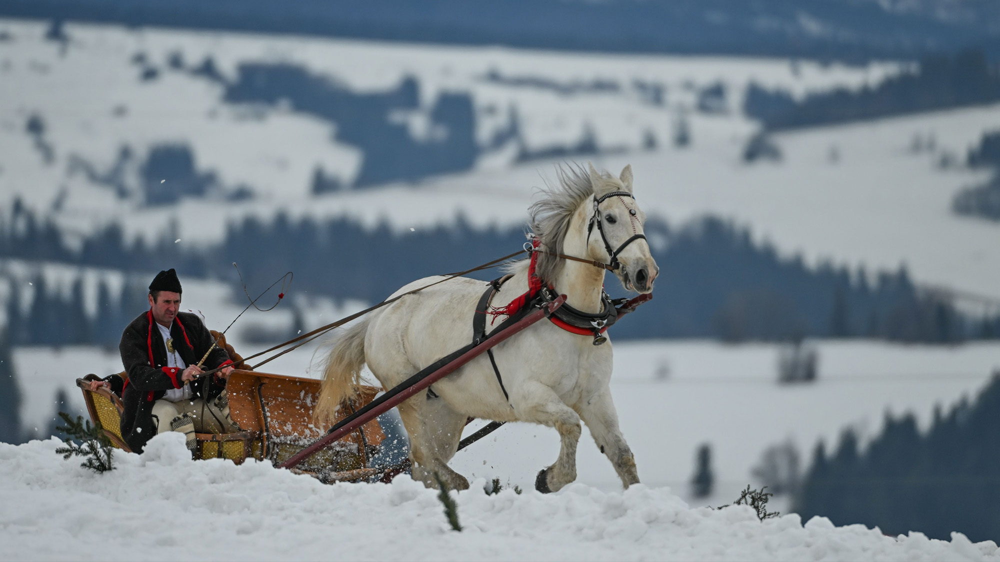A man in traditional Polish garb takes part in a horse-drawn sleigh race in Sierockie-Biały Dunajec, Poland