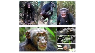 Several chimpanzees showed signs of growths and lesions on their faces and bodies. In some cases, the infections were severe.