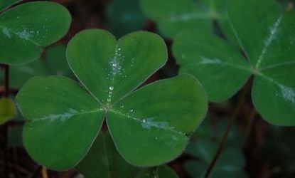 Will Ireland's traditional shamrock soon be nothing but a fantasy?