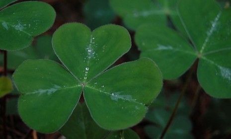 Will Ireland&amp;#039;s traditional shamrock soon be nothing but a fantasy?