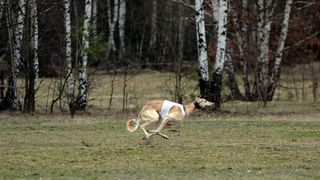 A dog runs during a greyhound coursing event near Warsaw